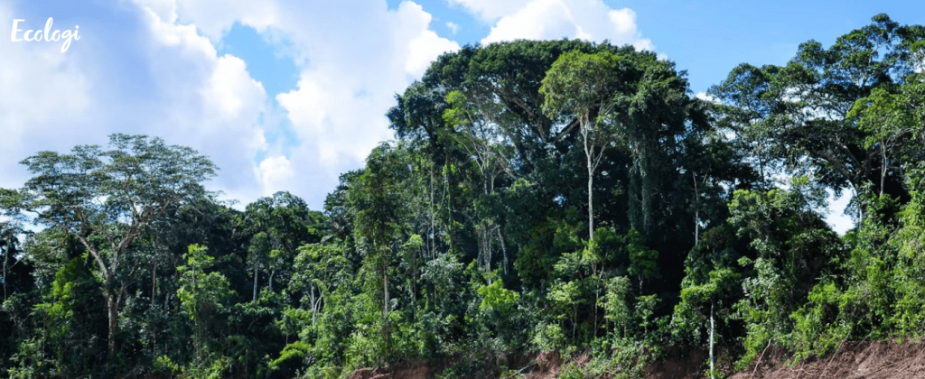 Giving Back To Nature